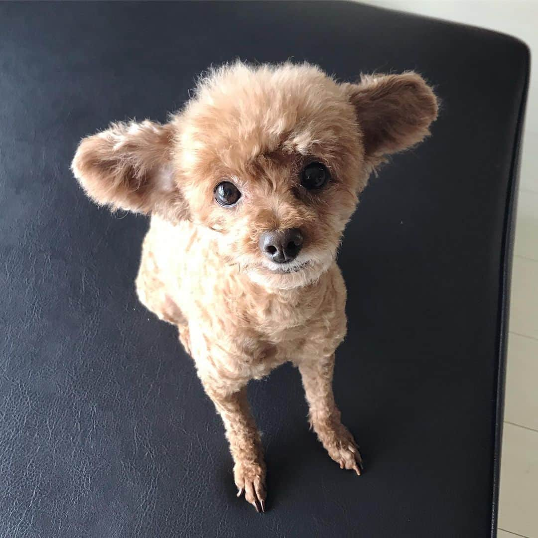 棚橋弘至さんのインスタグラム写真 - (棚橋弘至Instagram)「ハナ、行ってきます☆ #toypoodle  #summercut」8月10日 13時34分 - hiroshi_tanahashi