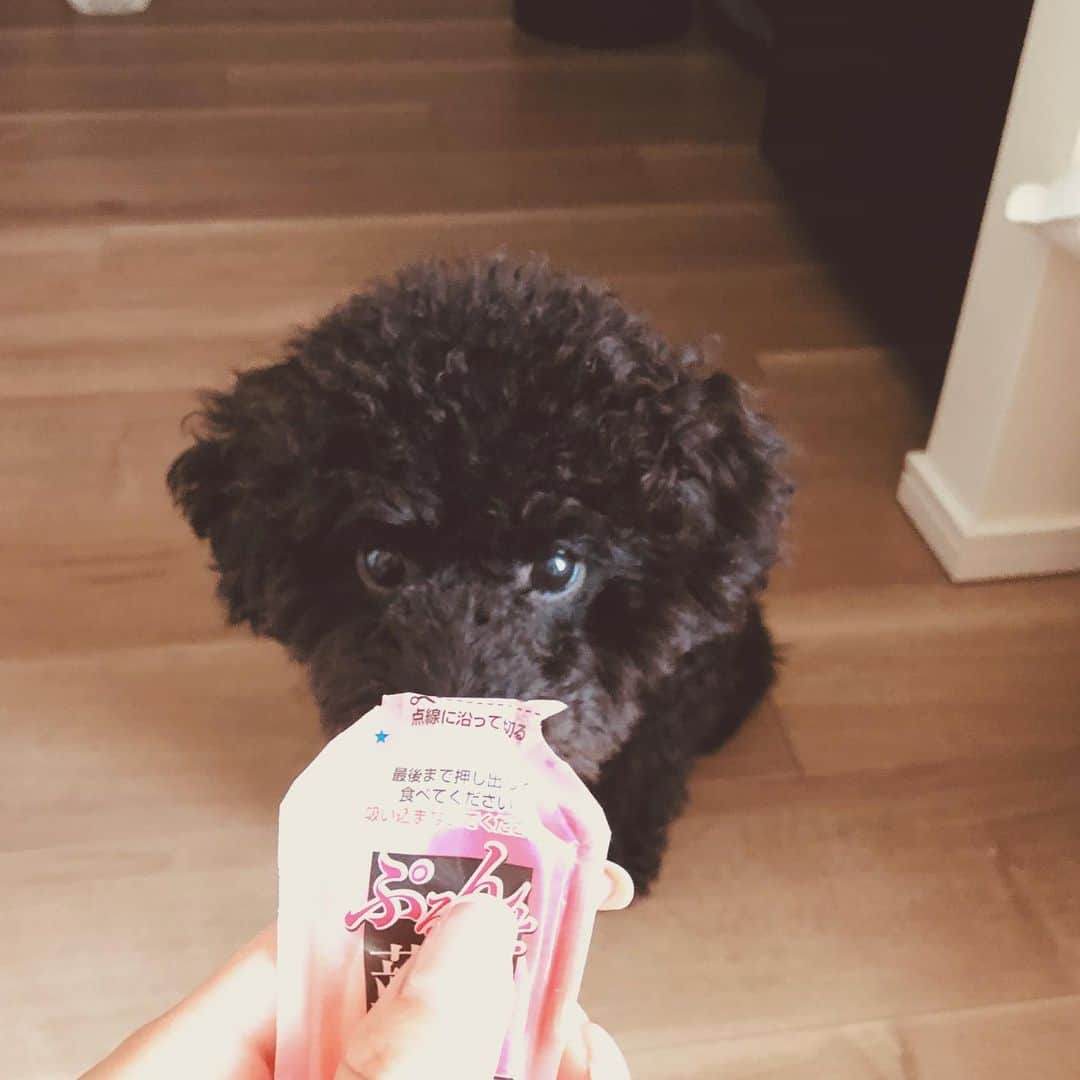 川口優菜さんのインスタグラム写真 - (川口優菜Instagram)「do you want it🐻🍑? #toypoodle#blacktoypoodle」8月10日 13時50分 - yuna.kawaguchi