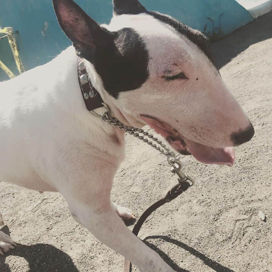 Q太郎さんのインスタグラム写真 - (Q太郎Instagram)「#minituru#bull#terrier#minibullterrier#miniturubullterrier#dog#dogstagram#cute#qtaro#love#family#ミニチュア#ブルテリア#ミニチュアブルテリア#Q太郎」8月10日 13時49分 - qtaro.jun