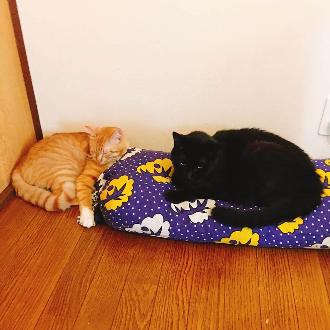 金巻ともこさんのインスタグラム写真 - (金巻ともこInstagram)「猫たち #kurohakuchai #cat #blackcat #黒猫 #茶トラ #猫多頭飼い #tabby #orangetabby」8月10日 13時59分 - tomotomoco