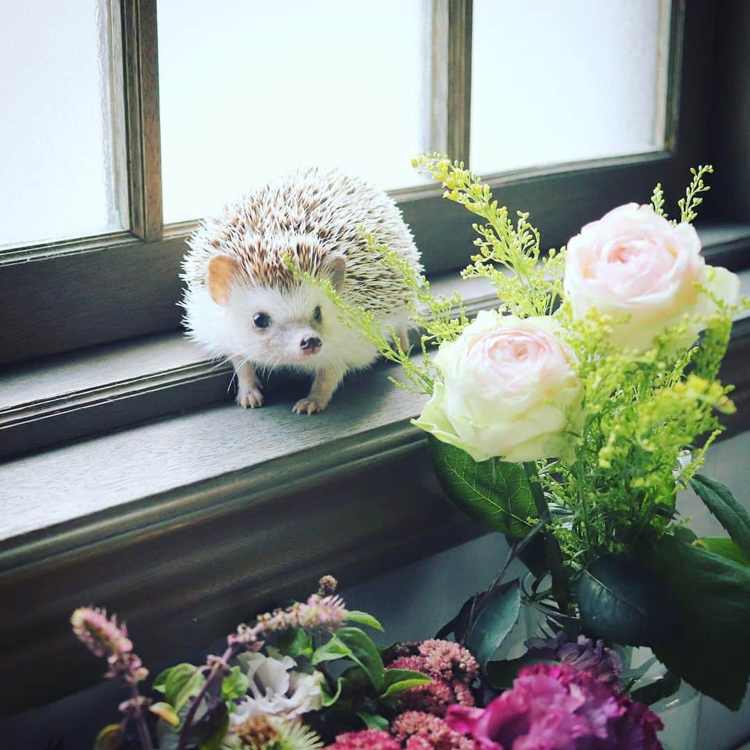 あずきさんのインスタグラム写真 - (あずきInstagram)「Monaka is exploring Dad's photo studio💕 お花の匂いが珍しがったようで、不思議そうな顔していた もなさん💐 . . . #flowers #花束 #roses #はりねずみ #ハリネズミ #hedgehog #pygmyhedgehog #lovelypet #cuteanimals #はりねずみのもなか #hedgie #Hérisson #고슴도치 #刺猬 #hedgehogazuki  #hedgehogsofinstagram #animaladdicts #cuddles #meowed #petscorner  #cutepetclub #worldofcutepets #animalvibes #gotchaday #cozy」8月10日 13時52分 - hedgehog_azuki