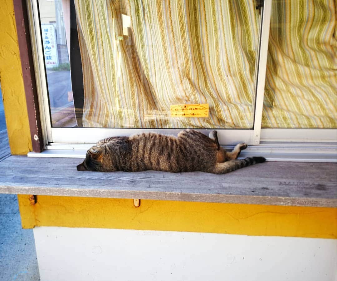栗山絵美さんのインスタグラム写真 - (栗山絵美Instagram)「#束の間夏休み #城ヶ島 #猫沢山いた #猫アレルギーだけど頑張って近づいてみた #寝てる猫本当に可愛い」8月10日 14時20分 - jumboebig