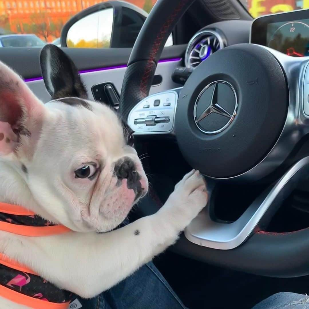 メルセデス・ベンツさんのインスタグラム写真 - (メルセデス・ベンツInstagram)「Morning mood. 💘 Photo via @oleothefrenchie by @agatannaa. . #MercedesBenz #⭐ #mbfanphoto #frenchieoftheday #weekendisover #automotivedesign #mbcar」8月10日 15時00分 - mercedesbenz