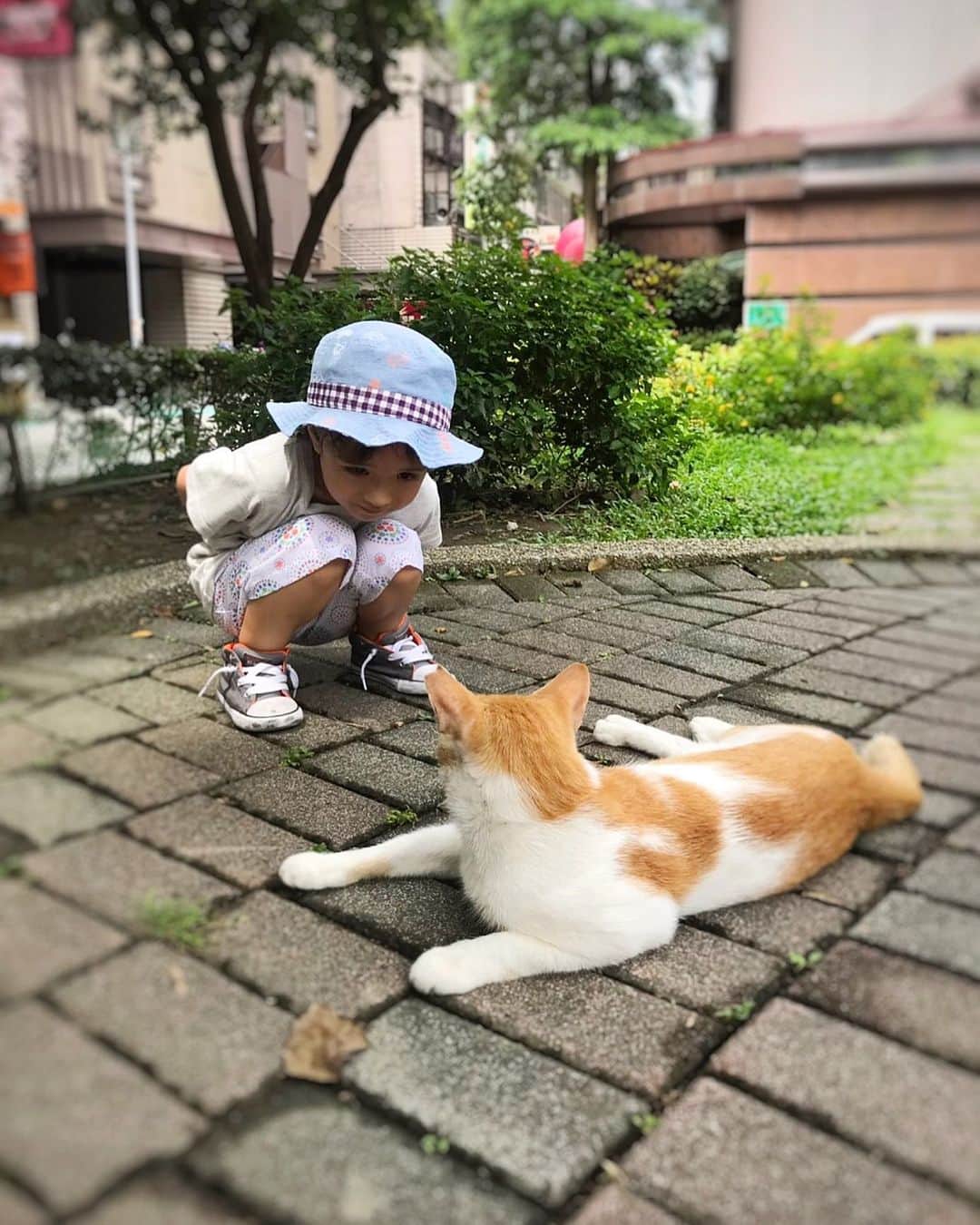 のインスタグラム：「ねこさん、じーっ👀 #neko_magazine #ねこ #猫 #ネコ #catstagram #cat #ねこマガジン #NEKONOBA」