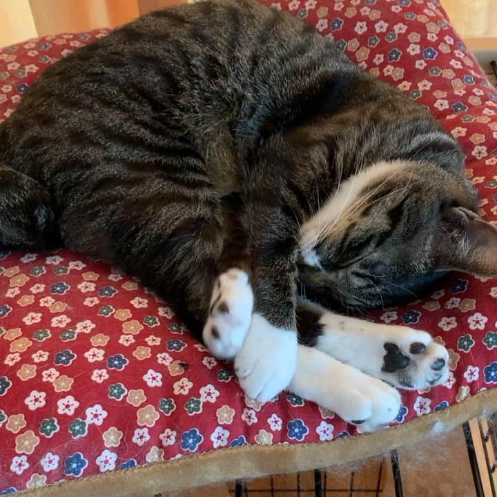 takegaeruのインスタグラム：「てんちゃん、ニクキュウにぎにぎ😊 #猫 #cat #よもねこ #よもぎねこ #キジトラ #きじとら」