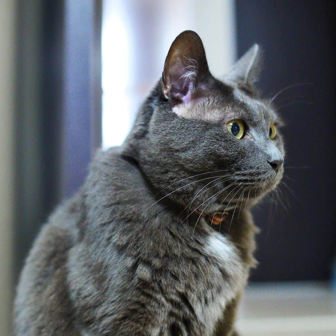 マンチカンズTVのインスタグラム：「、、、﻿ 小説｢人生を変えた猫｣﻿ 続きは munchkins.jp でもお読みいただけます ﻿ =第2話｢カスガイ｣=﻿ ﻿ 2003年、当時、元奥様のYuさんの家は中野にあるワンルームのアパートでした。﻿ ﻿ まだちゃんとお付き合いする前、初夏の頃だったと思います。はじめてお宅に遊びに伺ったのですが、﻿ ﻿ 小学生の時に顔をひっかかれて以来、猫を触っていなかった僕はおそるおそる部屋に入りました。﻿ ﻿ ところが、部屋の奥にちょこんと座っていた猫を見て﻿ ﻿ ｢え？変な顔！｣﻿ ﻿ 思わず口に出てしまいました。﻿ ﻿ だって変な顔なんですもん。﻿ ﻿ なんというか、猫らしい精悍さは欠片もなく、なんとも緩んだ表情。マズル(鼻の周り)がやたら大きくて、むーっとした顔つき。ロシアンブルーっぽい灰色なんだけど、体型もだらしないし、ゆるキャラのような猫でした。﻿ ﻿ ﻿ その第一印象で、恐怖心が和らいだのと、Yuさんの手前、良いとこ見せなきゃという気持ちから、﻿ ﻿ ｢ぐれちゃ〜ん｣﻿ ﻿ と呼んでみました。﻿ ﻿ するとどうでしょう。﻿ ﻿ トコトコとそばまでやって来て、手に顔をスリスリしてくれるではないですか！﻿ ﻿ 人生初の猫スリスリ。﻿ ﻿ ツルツルの毛の気持ちよさ。﻿ ﻿ 口の横あたりや、おでこを何度も手に擦り付けてくるんです。﻿ ﻿ ｢え？ほんとに猫なの？？｣﻿ ﻿ と確認してしまいました。﻿ ﻿ 猫＝凶暴﻿ ﻿ そんなイメージが木っ端微塵に砕け散りました。﻿ ﻿ もう1度、﻿ ﻿ ｢ぐれちゃ〜ん｣﻿ ﻿ と呼ぶと、﻿ ﻿ 僕の目を見て、﻿ ﻿ ｢にゃぁ～お～ん｣﻿ ﻿ もう、虜になってしまいました。﻿ ﻿ その後、何度かYuさん宅に通ううちに、気持ちの三分の一くらいは、ぐれおじさんに会うことが目的になってしまいました。﻿ ﻿ そして、次第に、Yuさん宅に泊まる機会も増えていったのでございます。﻿ ﻿ 子は”かすがい”﻿ ﻿ などと申しますが、ぐれおじさんは間違いなく2人のキューピッドでした。﻿ ﻿ 彼の功績は、猫嫌いを変えてくれただけでなく、素敵な出逢いをもたらしてくれたことにもあるんです。﻿ ﻿ ありがとうね。﻿ ﻿ そんなぐれおじさんですが、これまで一人では動物を飼った事の無かった僕に、このあと、色んな経験をさせてくれたのでございます。﻿ ﻿ ﻿ ﻿第2話 完」