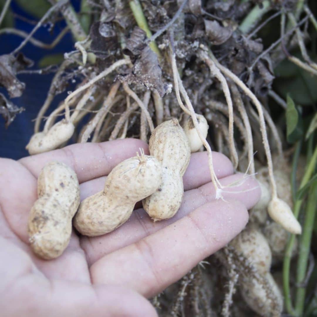 道の駅やちよのグルメインスタ