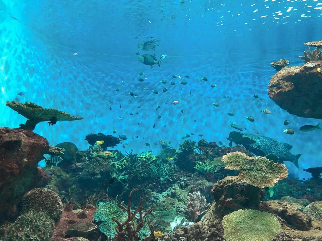 東原亜希さんのインスタグラム写真 - (東原亜希Instagram)「鹿児島水族館、魚が羨ましい〜あつい〜あつい〜〜〜🐠」8月10日 15時36分 - akihigashihara