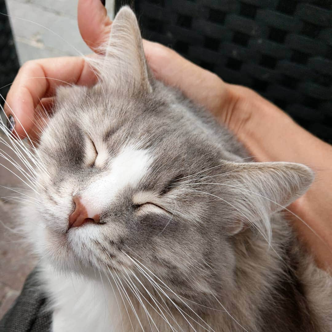 Nila & Miloさんのインスタグラム写真 - (Nila & MiloInstagram)「#Caturday face FTW ❤️😻 #blissful #danishboy #sibiriancat」8月10日 15時57分 - nilamilo