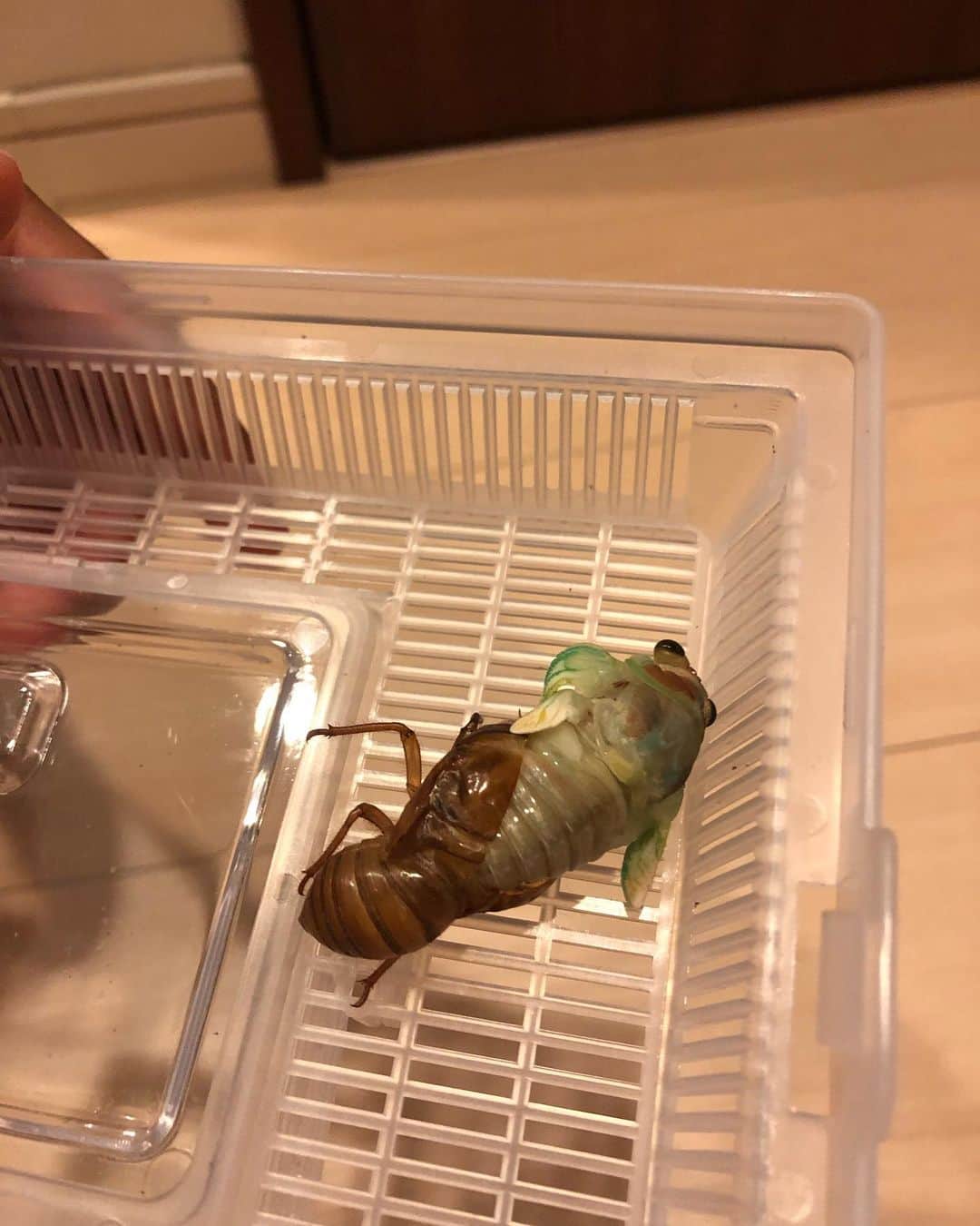 HI-Dのインスタグラム