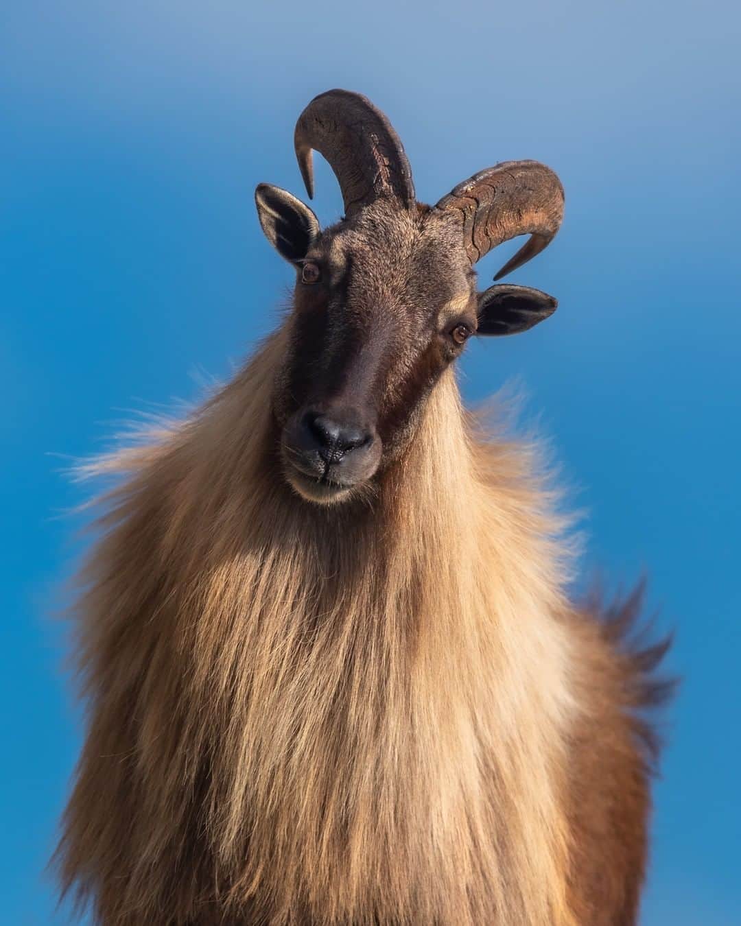 Nikon Australiaさんのインスタグラム写真 - (Nikon AustraliaInstagram)「"I came across this massive male Tahr on Kloof Corner Ridge whilst hiking up to the summit. I quickly grabbed my camera and captured a few shots of him before he jumped off into the vegetation. I used a polarizing filter to enhance the blues in the sky and to boost the contrast and saturation, it’s one filter I never shoot without and that cannot be reproduced in post production.  As a rule of thumb, when shooting handheld with your camera, your shutter speed should match or exceed the lens focal length. In other words if you are wanting a super sharp, shake free shot using a 300mm lens which I used in this case, you want to shoot no slower than 1/300th second exposure." - @brendon_wainwright  Camera: Nikon #D750 Lens: AF-S NIKKOR 300mm f/4E PF ED VR Settings: 1/500s | f/4 | ISO 125  #MyNikonLife #Nikon #NikonAustralia #NikonTop #Photography #DSLR #WildlifePhotography #Nikkor #MyNikkor #NikonPhotography」8月10日 16時00分 - nikonaustralia