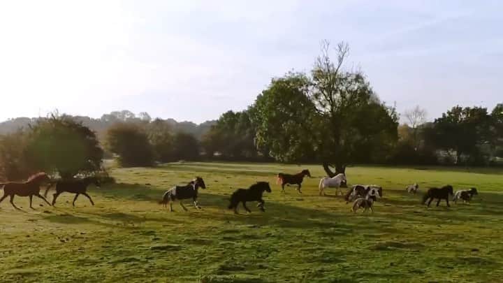 レオナ・ルイスのインスタグラム：「🌸Please take a moment to read. Years ago I visited this sanctuary and became trustee after it’s amazingly compassionate owners passed away. Our mission Here At Hopefield is to provide a safe and loving home for abused, abandoned and neglected animals.  We aim to promote humane behavior towards animals around the world starting right here in Essex, UK. Our beautiful 53 acre sanctuary is open to the public which is a vital part of our fundraising to enable the sanctuary to care for our resident animals and allows us to educate and encourage people towards more compassion for all our animal friends. Please come and visit us in person and meet our 500 + beautiful animals residents or visit us online and get to know more about us and our work ( link in bio) #animals #rescueanimals #cuteaninals #sanctuary #horses #rabbits #alpacas #pigs #goats #love #compassion #furryfriends #essex #uk #brentwood」