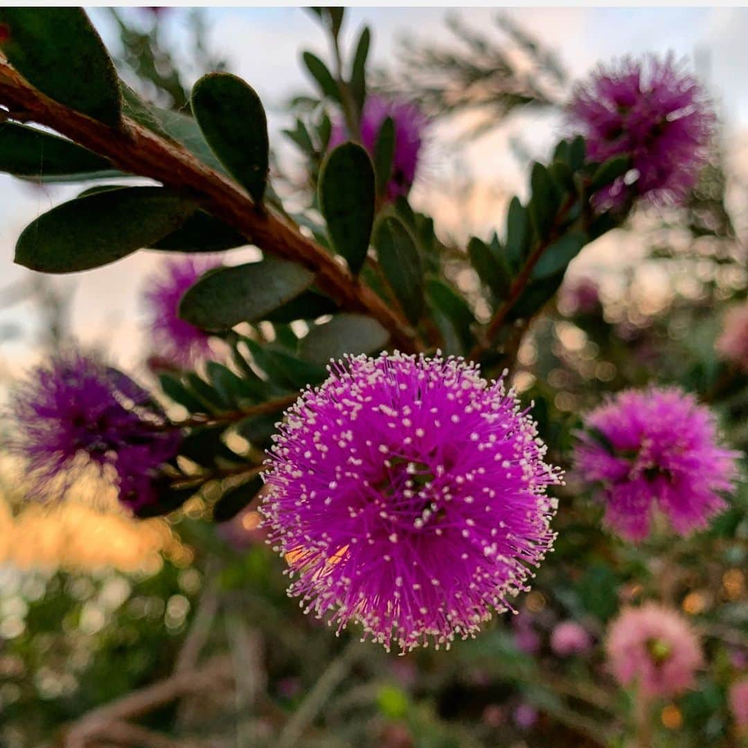 クリスティ・ブリンクリーさんのインスタグラム写真 - (クリスティ・ブリンクリーInstagram)「Nature is loved by what is best in us. Ralph Waldo Emerson 🌿」8月10日 16時36分 - christiebrinkley