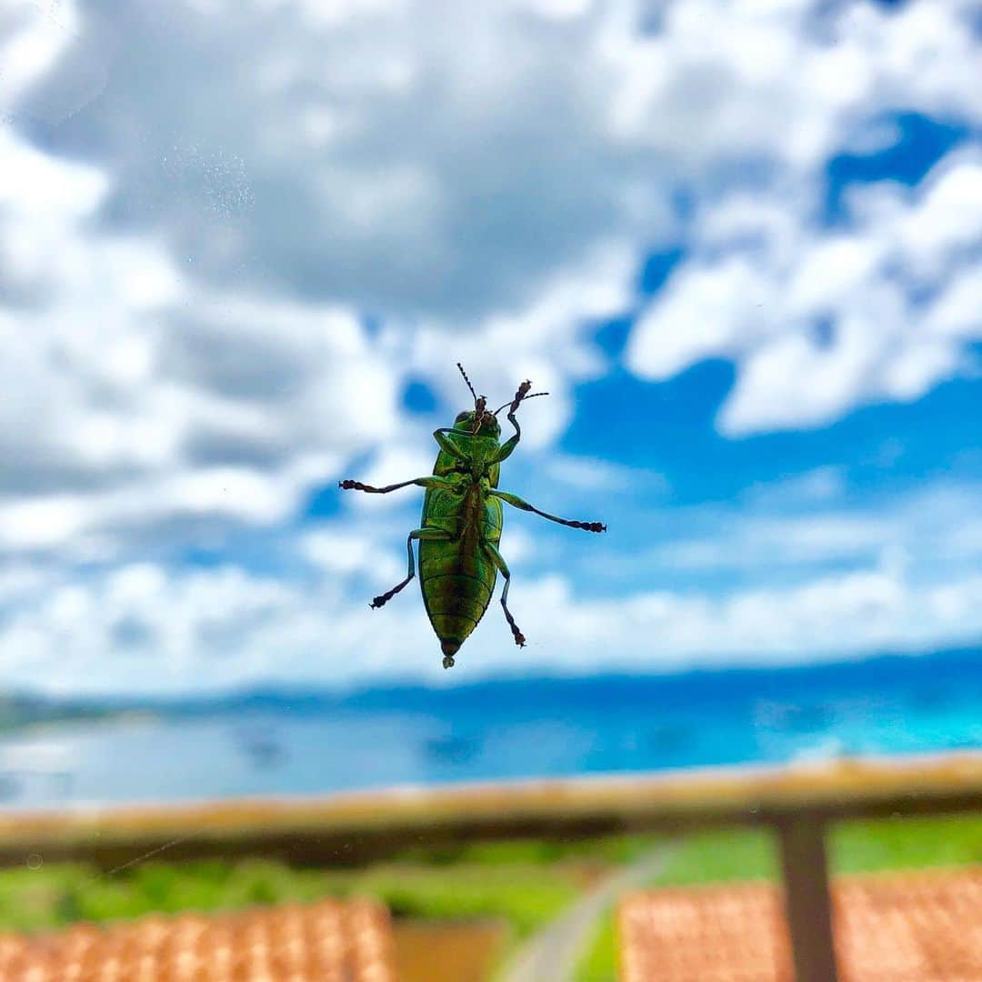 レキシさんのインスタグラム写真 - (レキシInstagram)「昆虫ちかいぜ #空は青いぜ #昆虫すごいぜ」8月10日 16時49分 - rekishi_ekechang