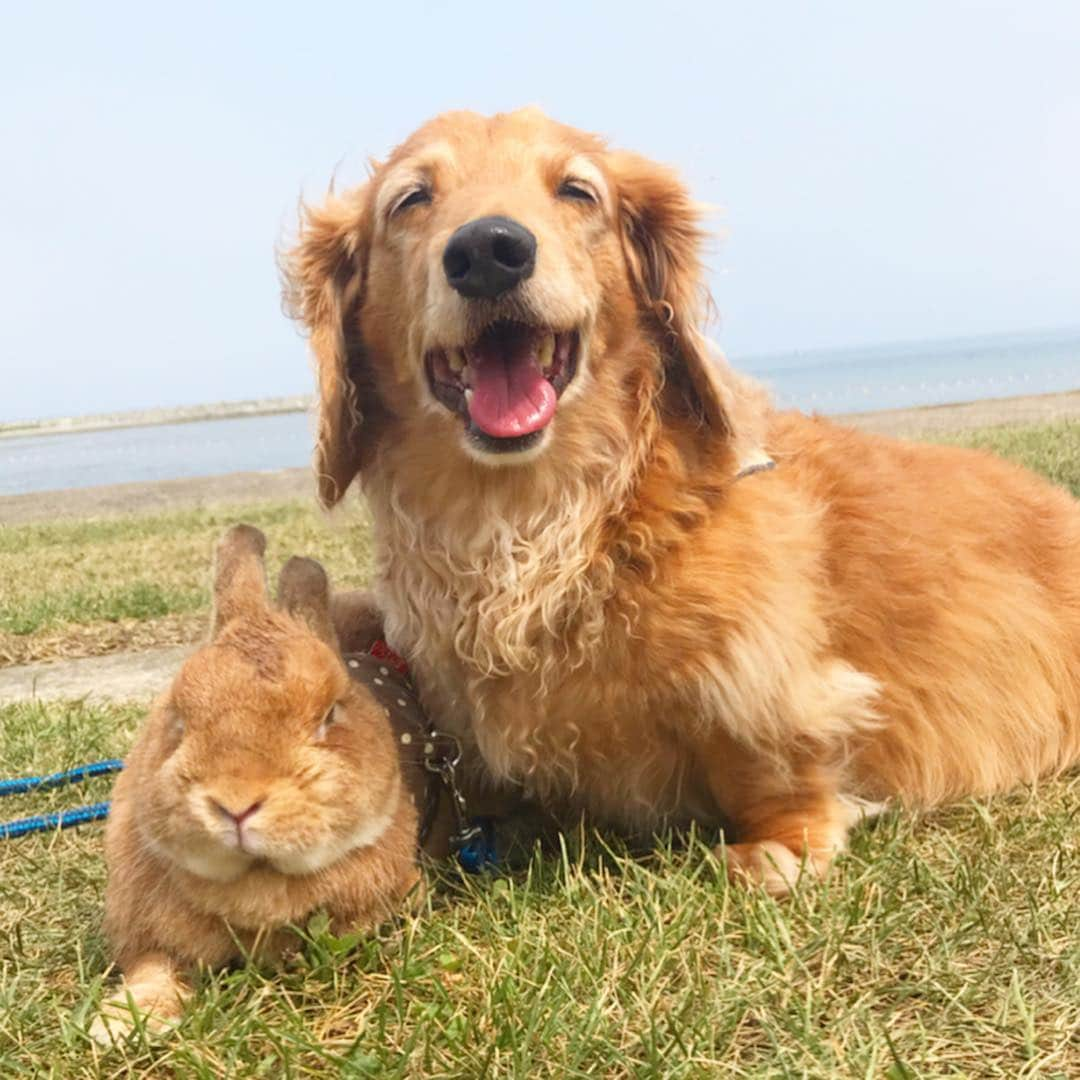 Chieko Shibutaさんのインスタグラム写真 - (Chieko ShibutaInstagram)「たろー🐶&うじゃこ🐰青森🍏 海🏖と田んぼアート 海でパシャパシャ遊ばせようと立ち寄った🌊蓬田🍅 ビビりのたろー🐶 波に吠えてた💦入る気なし⤵︎ そして芝生ではぁはぁ😳 冷たくて 気持ちいいのに⤵︎ そして 田んぼアート見に🚗💨💕✨🐶🍀🐰✨ 💕 #dachshund #dachshunds #dachshundlove #dog #dogs #doglove #instadog #instagram #instagood #pet #pets #petsagram #cute #cutepe #cutepet #cutedog #cuteanimals #likes #09076999576 happy #smile #rabbit #ラビット #ミニュチュア #ミニュチュアダックス  #ミニュチュアダックスフント #うさぎ部 #うさぎ #ダックス #ダックスフンドロングヘアー#ねぶた祭り」8月10日 16時50分 - chieko.81