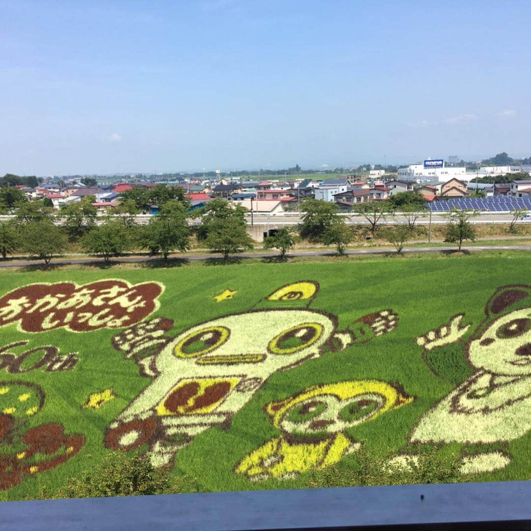 Chieko Shibutaさんのインスタグラム写真 - (Chieko ShibutaInstagram)「たろー🐶&うじゃこ🐰青森🍏 海🏖と田んぼアート 海でパシャパシャ遊ばせようと立ち寄った🌊蓬田🍅 ビビりのたろー🐶 波に吠えてた💦入る気なし⤵︎ そして芝生ではぁはぁ😳 冷たくて 気持ちいいのに⤵︎ そして 田んぼアート見に🚗💨💕✨🐶🍀🐰✨ 💕 #dachshund #dachshunds #dachshundlove #dog #dogs #doglove #instadog #instagram #instagood #pet #pets #petsagram #cute #cutepe #cutepet #cutedog #cuteanimals #likes #09076999576 happy #smile #rabbit #ラビット #ミニュチュア #ミニュチュアダックス  #ミニュチュアダックスフント #うさぎ部 #うさぎ #ダックス #ダックスフンドロングヘアー#ねぶた祭り」8月10日 16時50分 - chieko.81