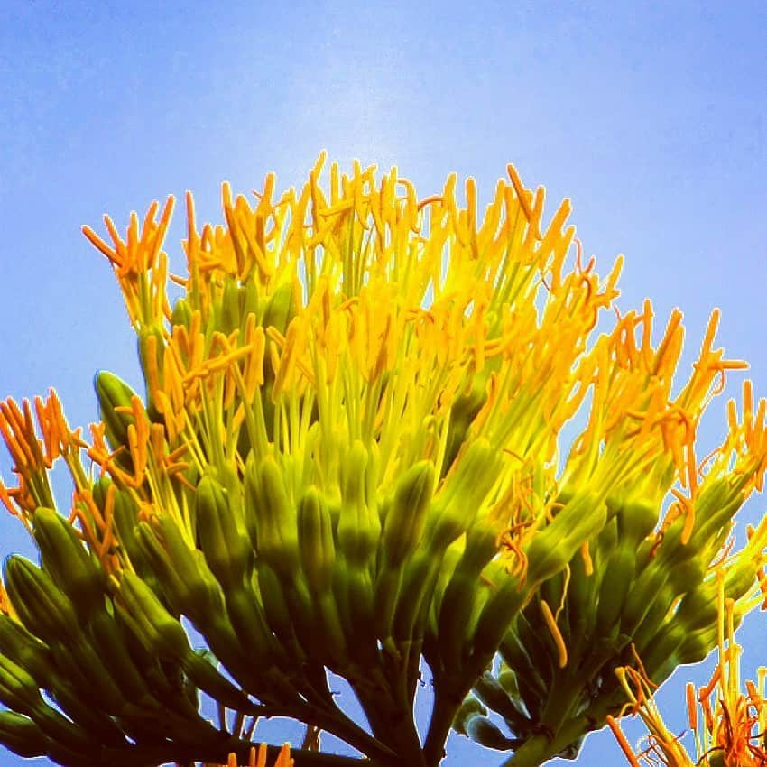 細川茂樹さんのインスタグラム写真 - (細川茂樹Instagram)「天空に 届く思いよ 蘭の花 生を伝える 紅の夏★ #細川茂樹#shigekihosokawa#hibiki#fromjpn#fromtokyo#instagramjpn#instagramtokyo#centuryplant#agave#hello#mexico#青の竜舌蘭#アオノリュウゼツラン#日比谷公園#インスタグラム短歌#短歌#紅短歌#夏は紅#紅祭り」8月10日 17時14分 - shigeki_hosokawa