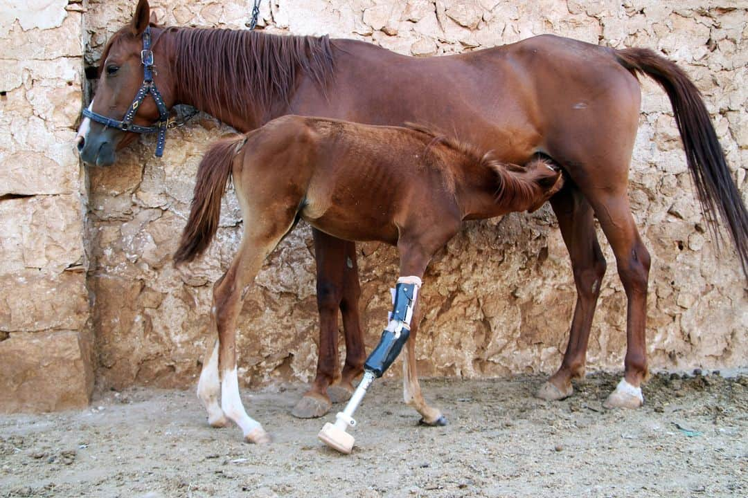 AFP通信さんのインスタグラム写真 - (AFP通信Instagram)「AFP Photo 📷 Ibrahim Youssouf - A foal named Sham al-Agha, which lost its limb in regime shelling on the western country side of Syria's Aleppo province a few months ago, rests in the rebel-held region near the border with Turkey on August 7, 2019. The limb was entirely designed and manufactured locally by a centre producing prosthetic limbs in the area. #horse #foal」8月10日 17時15分 - afpphoto