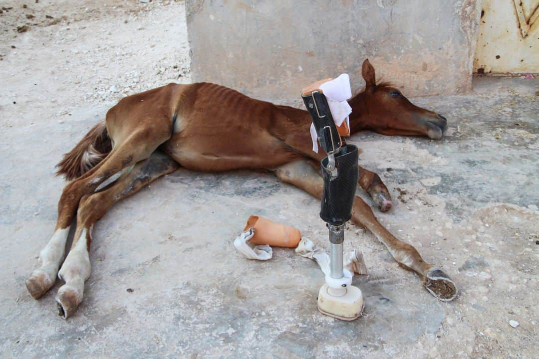 AFP通信さんのインスタグラム写真 - (AFP通信Instagram)「AFP Photo 📷 Ibrahim Youssouf - A foal named Sham al-Agha, which lost its limb in regime shelling on the western country side of Syria's Aleppo province a few months ago, rests in the rebel-held region near the border with Turkey on August 7, 2019. The limb was entirely designed and manufactured locally by a centre producing prosthetic limbs in the area. #horse #foal」8月10日 17時15分 - afpphoto