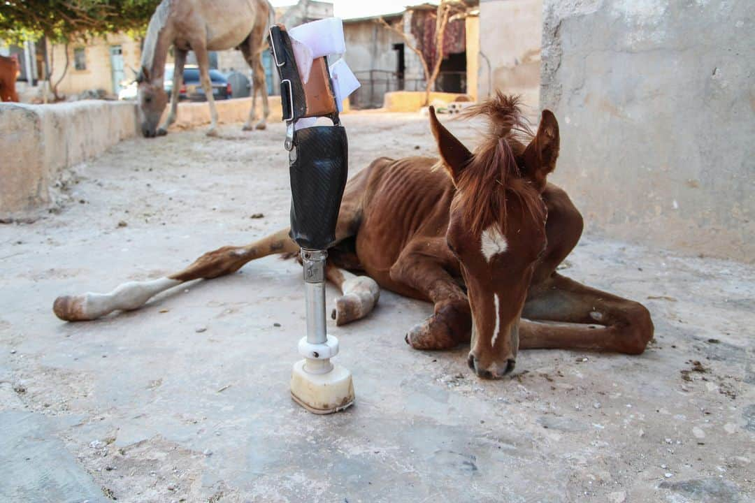 AFP通信さんのインスタグラム写真 - (AFP通信Instagram)「AFP Photo 📷 Ibrahim Youssouf - A foal named Sham al-Agha, which lost its limb in regime shelling on the western country side of Syria's Aleppo province a few months ago, rests in the rebel-held region near the border with Turkey on August 7, 2019. The limb was entirely designed and manufactured locally by a centre producing prosthetic limbs in the area. #horse #foal」8月10日 17時15分 - afpphoto