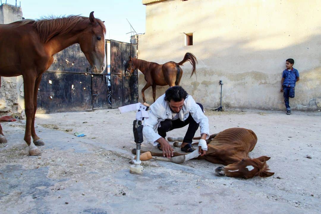 AFP通信さんのインスタグラム写真 - (AFP通信Instagram)「AFP Photo 📷 Ibrahim Youssouf - A foal named Sham al-Agha, which lost its limb in regime shelling on the western country side of Syria's Aleppo province a few months ago, rests in the rebel-held region near the border with Turkey on August 7, 2019. The limb was entirely designed and manufactured locally by a centre producing prosthetic limbs in the area. #horse #foal」8月10日 17時15分 - afpphoto