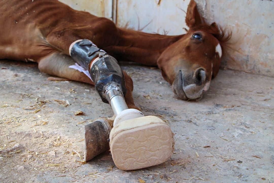 AFP通信さんのインスタグラム写真 - (AFP通信Instagram)「AFP Photo 📷 Ibrahim Youssouf - A foal named Sham al-Agha, which lost its limb in regime shelling on the western country side of Syria's Aleppo province a few months ago, rests in the rebel-held region near the border with Turkey on August 7, 2019. The limb was entirely designed and manufactured locally by a centre producing prosthetic limbs in the area. #horse #foal」8月10日 17時15分 - afpphoto