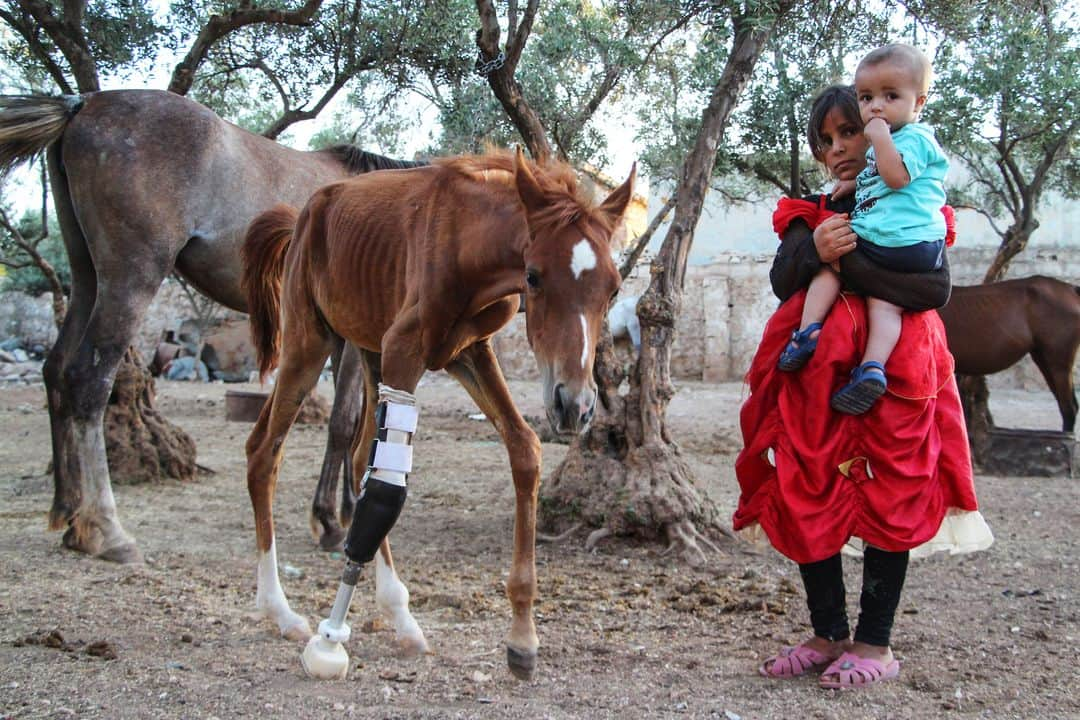 AFP通信さんのインスタグラム写真 - (AFP通信Instagram)「AFP Photo 📷 Ibrahim Youssouf - A foal named Sham al-Agha, which lost its limb in regime shelling on the western country side of Syria's Aleppo province a few months ago, rests in the rebel-held region near the border with Turkey on August 7, 2019. The limb was entirely designed and manufactured locally by a centre producing prosthetic limbs in the area. #horse #foal」8月10日 17時15分 - afpphoto