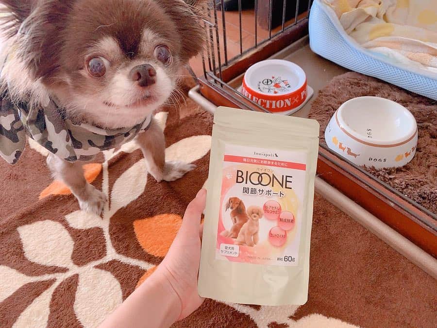 大知めぐみさんのインスタグラム写真 - (大知めぐみInstagram)「#BIOONE関節サポート 🐶@inunekosapuli_official . こちらも試してみました✨ リクさん(チワワ♂)は、今年11歳になり、年々脚の関節が悪くなって、病院で電気治療を受けていましたが、良くなる感じもせず😥😥 . 本人の負担になるなら止めようと、治療を止めており、今回大好きなご飯で身体をサポート出来たらなと、気になっていたサプリをお試し🐶 . モグモグと夏バテする事もなく、毎日もりもり食べてくれて安心💕 . そして、毎日日々可愛い💕💕笑 長生きしようね(*´꒳`*)ﾟ*.・♡ . . . #いぬねこさぷり #inunekosapuli #monipla #inunekosapuli_fan #株式会社日本生物科学研究所  #Chihuahua#BIOONE#dogfood#supplement#愛犬#愛犬サプリ#関節サポート#チワワ#チワワ部 #愛犬サプリメント」8月10日 17時48分 - megmeg0715