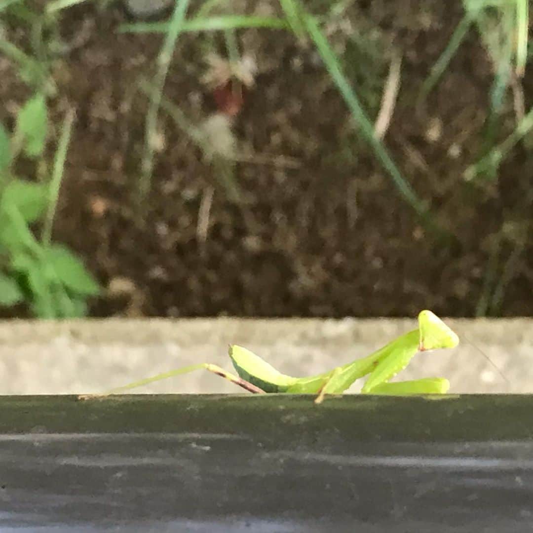 高橋文樹のインスタグラム：「ベイビーカマキリ」