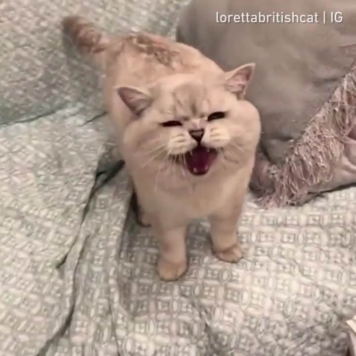 Aww Clubのインスタグラム