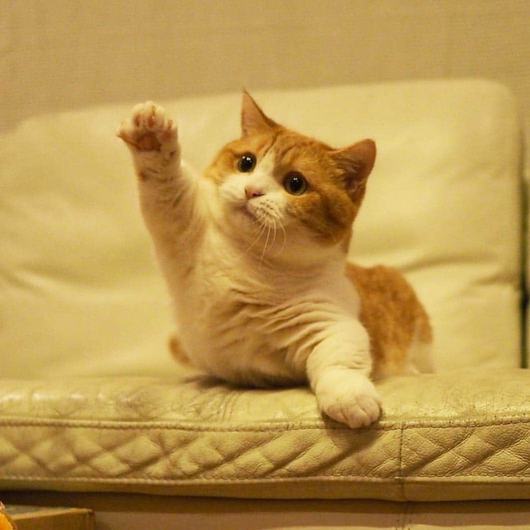 茶太郎 & きなこさんのインスタグラム写真 - (茶太郎 & きなこInstagram)「は〜〜いฅ( ̳• ·̫ • ̳ฅ)💕 Raise your hand if you know the answer😽🐾 #おーいこっちこっち #きなこおやつ食べるにゃ #マンチカン#猫#munchkin #cat#catstagram #amazing#ねこ#茶トラ#短足#catsofinstagram#excellent_cats#9gag#cats_of_world_#instacat_meows#bestcats_oftheworld#catsofig#instacat#cats_of_instagram」8月10日 18時01分 - amaccho5160