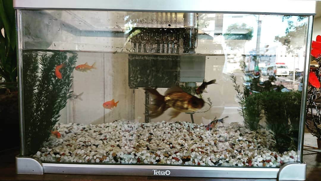 越智翼さんのインスタグラム写真 - (越智翼Instagram)「さっそく水槽が届きましたのでお引っ越ししましたー。  いい感じのサイズ感。金魚たちも喜んでることでしょう✨ ※  今日は名古屋からいつも来ていただいてるAさん家族の奥様が初のインナーカラーをしましたー。赤系のいい色になり喜んでいただけました✨  いつもカットの為に西宮に年3回帰ってきてくれます。カットしなければ帰ってきてないみたいです(笑)いつもご主人と二人でカットするのですが、今回は息子さん二人も切りましたー。4人とも満足いただけたみたいで仕事冥利につきます✨ ※ 次回は年末にお待ちしております☺️ ※ #水槽 #金魚 #インナーカラー #レッド #もうすぐ夏休み」8月10日 18時11分 - hair_and_smile_koko