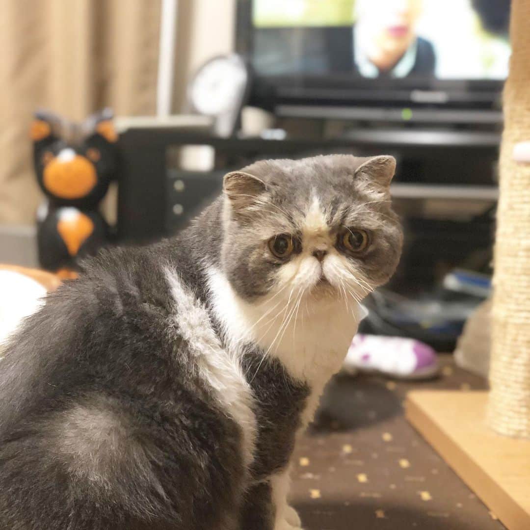 ムスカ(Muska)さんのインスタグラム写真 - (ムスカ(Muska)Instagram)「猫の映画に夢中のところ、すいません。」8月10日 18時26分 - exotic_toshi