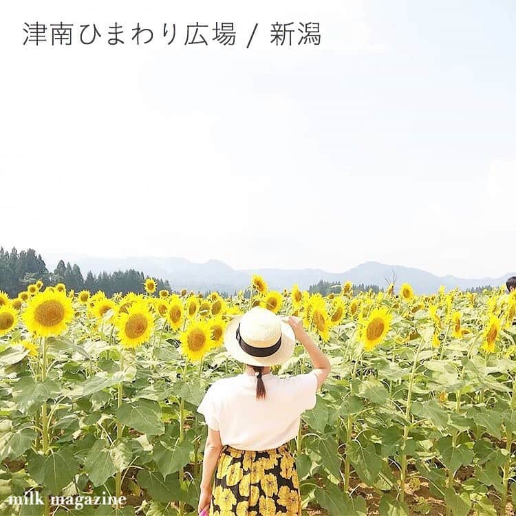MOVE / ムーブさんのインスタグラム写真 - (MOVE / ムーブInstagram)「❁﻿ ┈┈┈┈┈┈┈┈┈┈┈┈┈┈┈﻿ ﻿ 🌻 夏は ひまわり畑で インスタ映え 🌻﻿ ﻿ 今年の夏は、ひまわり畑にお出かけしてみませんか？‪‪❤︎‬﻿ ﻿ 太陽に照らされたひまわりが、とってもフォトジェニックですよね✨﻿ ﻿ おすすめのひまわり畑4スポットをご紹介するので、ぜひ行ってみてね💛﻿ ﻿ ﻿ photoby﻿ ‪‪❤︎‬ @this_is_nm ‪‪❤︎‬ @aigram.57 ‪‪❤︎‬ @y.h0707 ﻿ ﻿ MiLKではみなさんからのお写真を募集しています‪‪❤︎‬﻿ @milk_magazine_ をタグ付けして投稿してね‪‪❤︎‬﻿ ﻿ ┈┈┈┈┈┈┈┈┈┈┈┈┈┈┈﻿ #milk_web #milk_magazine﻿ #milkmagazine﻿ ﻿ ﻿ ﻿ #🌻 #ひまわり畑 #ひまわり #向日葵 #ひまわりの丘公園 #ひまわり🌻 #津南ひまわり広場 #淡路島国営明石海峡公園 #おいで野洲ひまわり迷路 #お出かけスポット #デートスポット #アウトドア #デートにオススメ #インスタ映え #映えスポット #映え #フォトジェニック #フォトジェニックスポット #夏休み #家族旅行 #カップル旅行 #sunflowerfield #sunflower」8月10日 19時03分 - milkmag_official