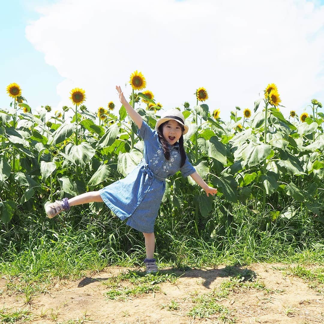 Kuboi Ayumiさんのインスタグラム写真 - (Kuboi AyumiInstagram)「夏の花といえば、ひまわり。 娘もひまわりが大好きで、花屋さんに行って小さいひまわりを買ってきたり。  そんなひまわりがたくさん咲いているスポットがあると聞いて 家族でひまわりガーデン武蔵村山に遊びに行ってきました。  都内最大級の約50万輪のひまわり畑で、毎年2万人を超える人が訪れるんだとか。  多摩都市モノレール「上北台駅」から徒歩で10分くらいのところにあります。  ちなみに電車が好きな娘はモノレールのはじっこに乗って、運転席や景色を眺めてご機嫌でした。  駅について住宅街を歩いていくと、急にひまわりが登場。  親子連れやカップルなど、いろいろな方が遊びに来ていましたが 敷地が広いので、写真も撮り放題でした！  顔出しパネル、あると絶対顔をはめる娘（笑）  私が行った日はまだ７割咲きくらいだったかも。 それでも、見渡す限りのひまわりに圧巻！パワーをもらいました。  ひまわりもいろいろな種類があって、娘に「どのひまわりが好き？」と質問をして お気に入りのひまわりを探してみたり。  みはらし台や、ひまわり迷路、ひまわりの丘で遊んで 疲れたらゴーヤのトンネルでひと休み。  涼しくて、風が吹いていると幸せでした。 ゴーヤって、こんな風になっているんだとちょっとした食育にも。  こんな素敵な場所があったなんて。 また機会があったら、家族で遊びに行ってみようっと。  #ひまわり #ひまわりガーデン #drive #旅行 #travel #ひまわり畑 #japantrip #はなまっぷ @tamahatsu_official #たま発 #tamahatsu #PR #多摩の魅力発信プロジェクト」8月10日 19時13分 - himekagami