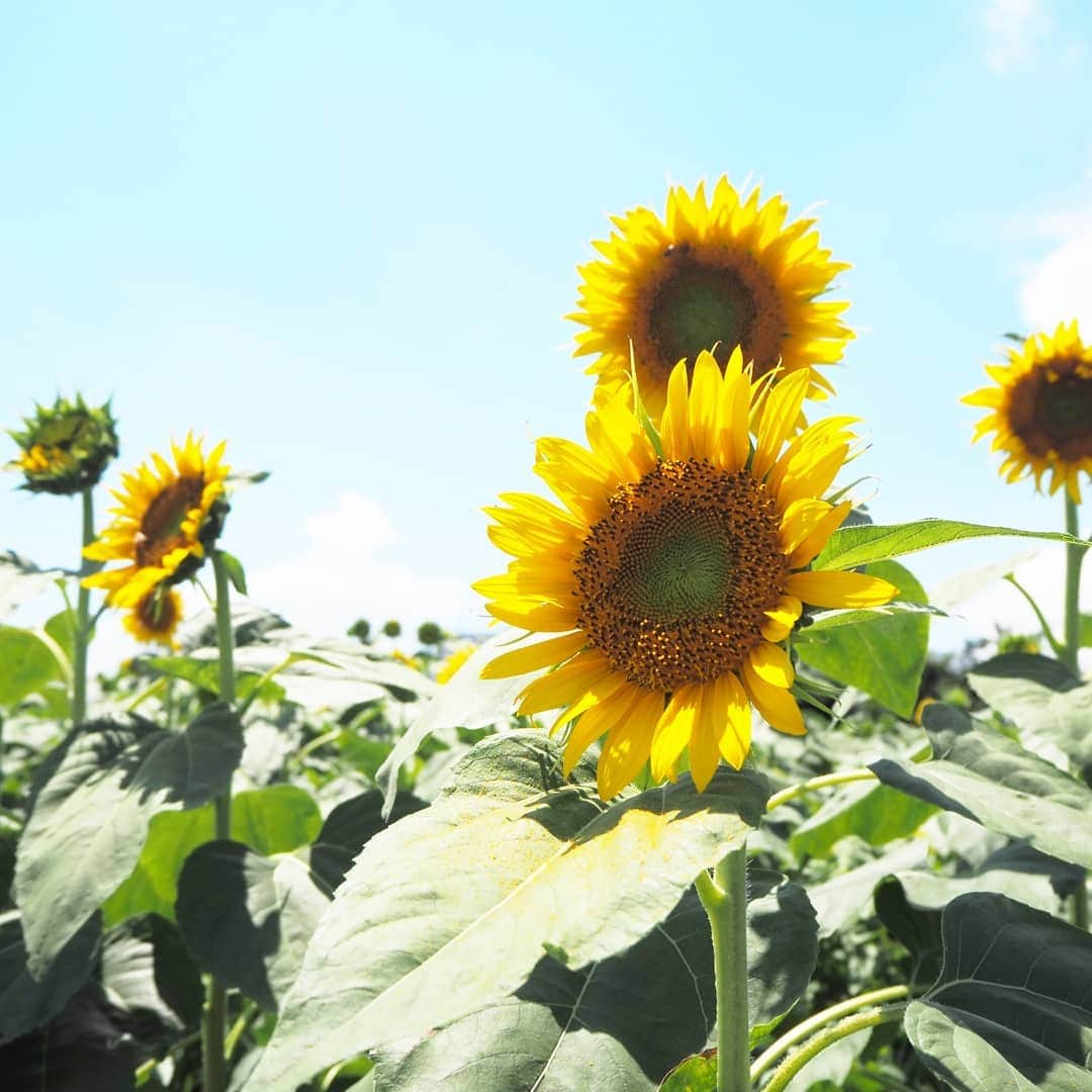 Kuboi Ayumiさんのインスタグラム写真 - (Kuboi AyumiInstagram)「夏の花といえば、ひまわり。 娘もひまわりが大好きで、花屋さんに行って小さいひまわりを買ってきたり。  そんなひまわりがたくさん咲いているスポットがあると聞いて 家族でひまわりガーデン武蔵村山に遊びに行ってきました。  都内最大級の約50万輪のひまわり畑で、毎年2万人を超える人が訪れるんだとか。  多摩都市モノレール「上北台駅」から徒歩で10分くらいのところにあります。  ちなみに電車が好きな娘はモノレールのはじっこに乗って、運転席や景色を眺めてご機嫌でした。  駅について住宅街を歩いていくと、急にひまわりが登場。  親子連れやカップルなど、いろいろな方が遊びに来ていましたが 敷地が広いので、写真も撮り放題でした！  顔出しパネル、あると絶対顔をはめる娘（笑）  私が行った日はまだ７割咲きくらいだったかも。 それでも、見渡す限りのひまわりに圧巻！パワーをもらいました。  ひまわりもいろいろな種類があって、娘に「どのひまわりが好き？」と質問をして お気に入りのひまわりを探してみたり。  みはらし台や、ひまわり迷路、ひまわりの丘で遊んで 疲れたらゴーヤのトンネルでひと休み。  涼しくて、風が吹いていると幸せでした。 ゴーヤって、こんな風になっているんだとちょっとした食育にも。  こんな素敵な場所があったなんて。 また機会があったら、家族で遊びに行ってみようっと。  #ひまわり #ひまわりガーデン #drive #旅行 #travel #ひまわり畑 #japantrip #はなまっぷ @tamahatsu_official #たま発 #tamahatsu #PR #多摩の魅力発信プロジェクト」8月10日 19時13分 - himekagami