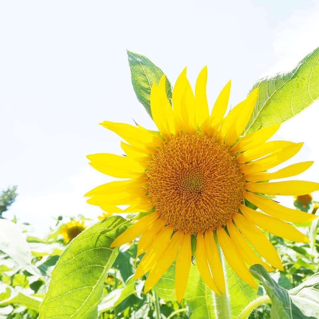 Kuboi Ayumiさんのインスタグラム写真 - (Kuboi AyumiInstagram)「夏の花といえば、ひまわり。 娘もひまわりが大好きで、花屋さんに行って小さいひまわりを買ってきたり。  そんなひまわりがたくさん咲いているスポットがあると聞いて 家族でひまわりガーデン武蔵村山に遊びに行ってきました。  都内最大級の約50万輪のひまわり畑で、毎年2万人を超える人が訪れるんだとか。  多摩都市モノレール「上北台駅」から徒歩で10分くらいのところにあります。  ちなみに電車が好きな娘はモノレールのはじっこに乗って、運転席や景色を眺めてご機嫌でした。  駅について住宅街を歩いていくと、急にひまわりが登場。  親子連れやカップルなど、いろいろな方が遊びに来ていましたが 敷地が広いので、写真も撮り放題でした！  顔出しパネル、あると絶対顔をはめる娘（笑）  私が行った日はまだ７割咲きくらいだったかも。 それでも、見渡す限りのひまわりに圧巻！パワーをもらいました。  ひまわりもいろいろな種類があって、娘に「どのひまわりが好き？」と質問をして お気に入りのひまわりを探してみたり。  みはらし台や、ひまわり迷路、ひまわりの丘で遊んで 疲れたらゴーヤのトンネルでひと休み。  涼しくて、風が吹いていると幸せでした。 ゴーヤって、こんな風になっているんだとちょっとした食育にも。  こんな素敵な場所があったなんて。 また機会があったら、家族で遊びに行ってみようっと。  #ひまわり #ひまわりガーデン #drive #旅行 #travel #ひまわり畑 #japantrip #はなまっぷ @tamahatsu_official #たま発 #tamahatsu #PR #多摩の魅力発信プロジェクト」8月10日 19時13分 - himekagami