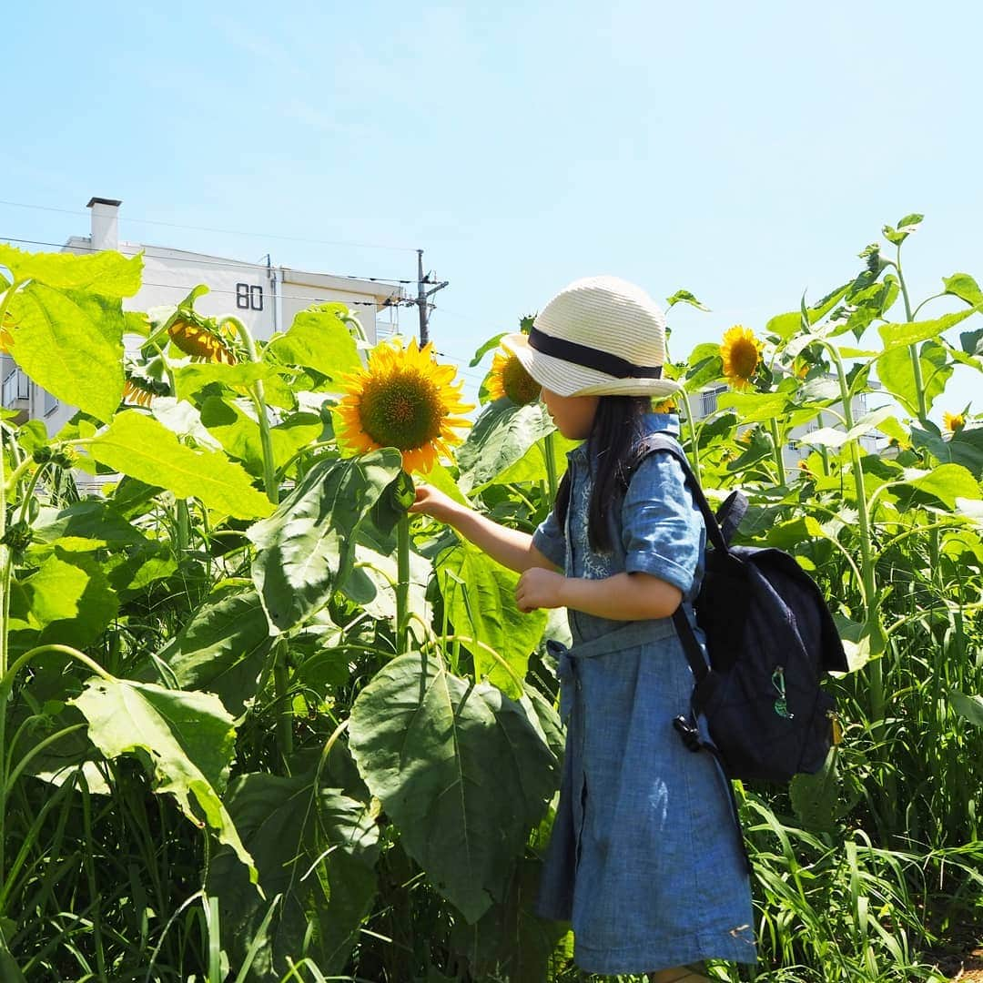 Kuboi Ayumiさんのインスタグラム写真 - (Kuboi AyumiInstagram)「夏の花といえば、ひまわり。 娘もひまわりが大好きで、花屋さんに行って小さいひまわりを買ってきたり。  そんなひまわりがたくさん咲いているスポットがあると聞いて 家族でひまわりガーデン武蔵村山に遊びに行ってきました。  都内最大級の約50万輪のひまわり畑で、毎年2万人を超える人が訪れるんだとか。  多摩都市モノレール「上北台駅」から徒歩で10分くらいのところにあります。  ちなみに電車が好きな娘はモノレールのはじっこに乗って、運転席や景色を眺めてご機嫌でした。  駅について住宅街を歩いていくと、急にひまわりが登場。  親子連れやカップルなど、いろいろな方が遊びに来ていましたが 敷地が広いので、写真も撮り放題でした！  顔出しパネル、あると絶対顔をはめる娘（笑）  私が行った日はまだ７割咲きくらいだったかも。 それでも、見渡す限りのひまわりに圧巻！パワーをもらいました。  ひまわりもいろいろな種類があって、娘に「どのひまわりが好き？」と質問をして お気に入りのひまわりを探してみたり。  みはらし台や、ひまわり迷路、ひまわりの丘で遊んで 疲れたらゴーヤのトンネルでひと休み。  涼しくて、風が吹いていると幸せでした。 ゴーヤって、こんな風になっているんだとちょっとした食育にも。  こんな素敵な場所があったなんて。 また機会があったら、家族で遊びに行ってみようっと。  #ひまわり #ひまわりガーデン #drive #旅行 #travel #ひまわり畑 #japantrip #はなまっぷ @tamahatsu_official #たま発 #tamahatsu #PR #多摩の魅力発信プロジェクト」8月10日 19時13分 - himekagami