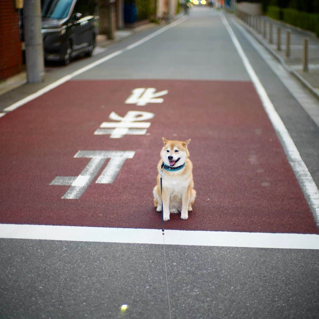 まる（まるたろう）のインスタグラム