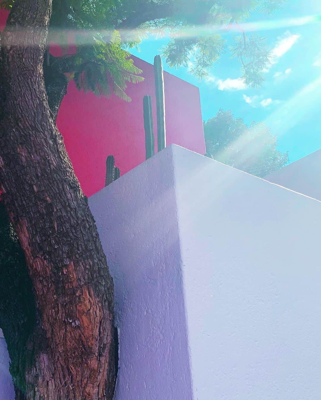 平山美春さんのインスタグラム写真 - (平山美春Instagram)「ルイス・バラガン自邸から徒歩10分くらいにあるヒラルディ邸にも🌼 . バラガンが生涯で最後に作ったとされる邸宅で、この黄色の廊下は有名すぎますよね🌼 バラガンの作る建築はメキシコらしいカラフルな色を塗ったものが多いけど、緑は一切使ってなくて、その緑は自然の緑から取り入れれば良いと思ってたみたい🌲✨ . 見る予定はなかったんだけど、少し無理して行ったから、帰国する直前にここを見られて良かった❣️ . #luisbarragan #luisbarragán  #casagilardi #mexico #mexicocity  #archi #architecturedaily #architecture  #建築 #ルイスバラガン #ヒラルディ邸 #メキシコ #旅」8月10日 19時27分 - miharuhirayama