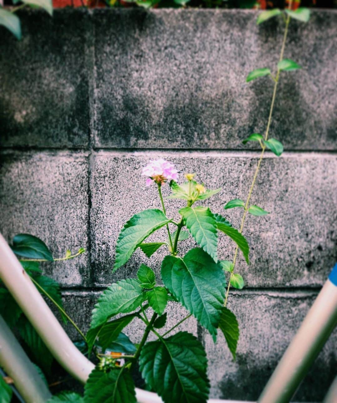 竹下健人さんのインスタグラム写真 - (竹下健人Instagram)「がんばって咲いた花はどれも綺麗だから仕方ないねって誰かが言ってたよ。﻿ ﻿ #photo﻿ #世界にひとつだけの花﻿ #夏﻿ #自転車に絡まってた﻿ #そこに自転車がなかったら﻿ #たぶんここに咲いてなかったんやろね」8月10日 19時28分 - tkst_knt