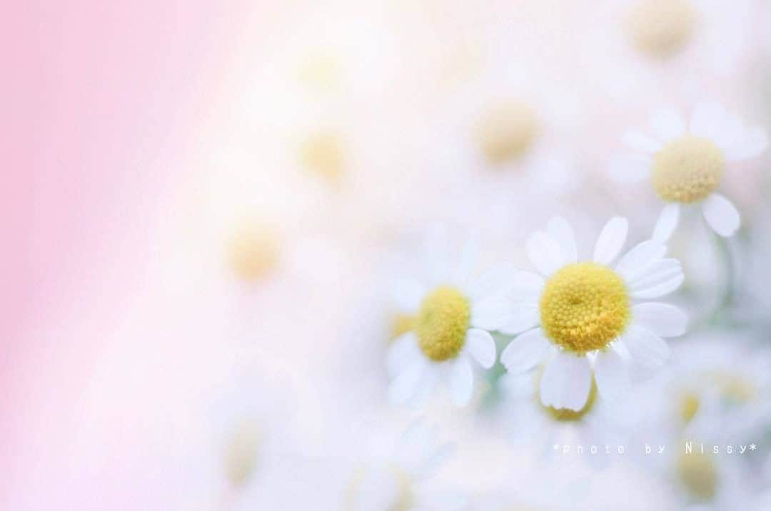 花の写真館のインスタグラム：「Photo by @nissy24_ig.⠀ https://instagram.com/nissy24_ig/⠀ .⠀ Original Post[投稿頂いたURL]⠀ https://www.instagram.com/p/BlVa_nBAwhQ/⠀ .⠀ 本アカウントは、 #私の花の写真 をつけてInstagramに投稿された皆さまの花の写真や、「花の写真館」Facebookページで投稿された花の写真を紹介します。⠀ 「花の写真館」Facebookページは、「 @floral.photograph 」のプロフィールにあるURLからご覧ください。⠀ .⠀ #花の写真館 #floralphotograph #floralphoto #flower #flowers #富士フイルム #FUJIFILM⠀ Follow: @floral.photograph」