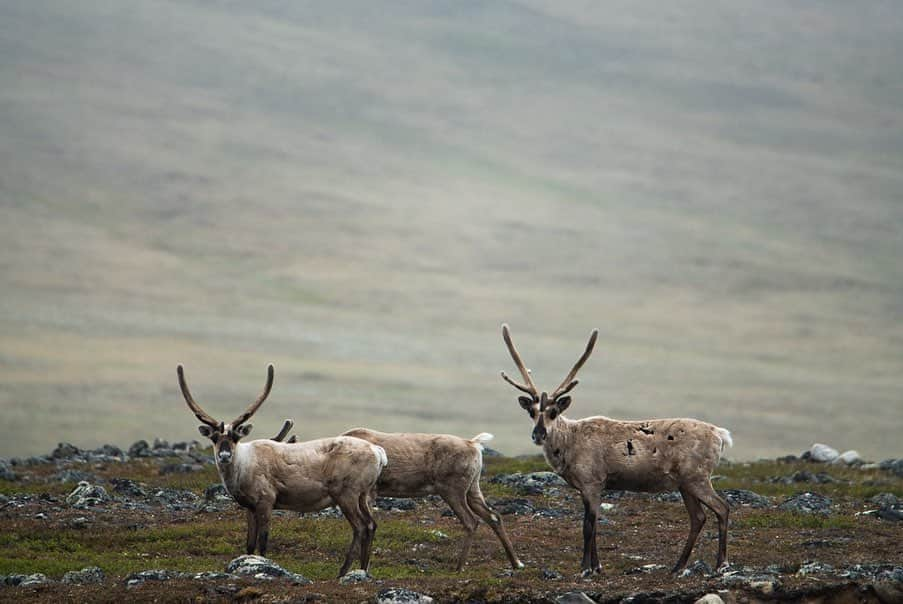 トミー・コールドウェルさんのインスタグラム写真 - (トミー・コールドウェルInstagram)「Our last few days in the Arctic Wildlife Refuge were spent packrafting through the 10-02 area, which is the specific area slated to be opened to drilling. On this part of our journey we were almost constantly surrounded by caribou. Our @alpacka_raft packrafts, besides being super fun,  opened my eyes to the possibilities of accessing remote places via boat. 📸 @austin_siadak @patagonia_climb #savethearcticrefuge  The vote on HR1146 has been delayed to September. So there is still time to contact your representative!」8月10日 19時40分 - tommycaldwell