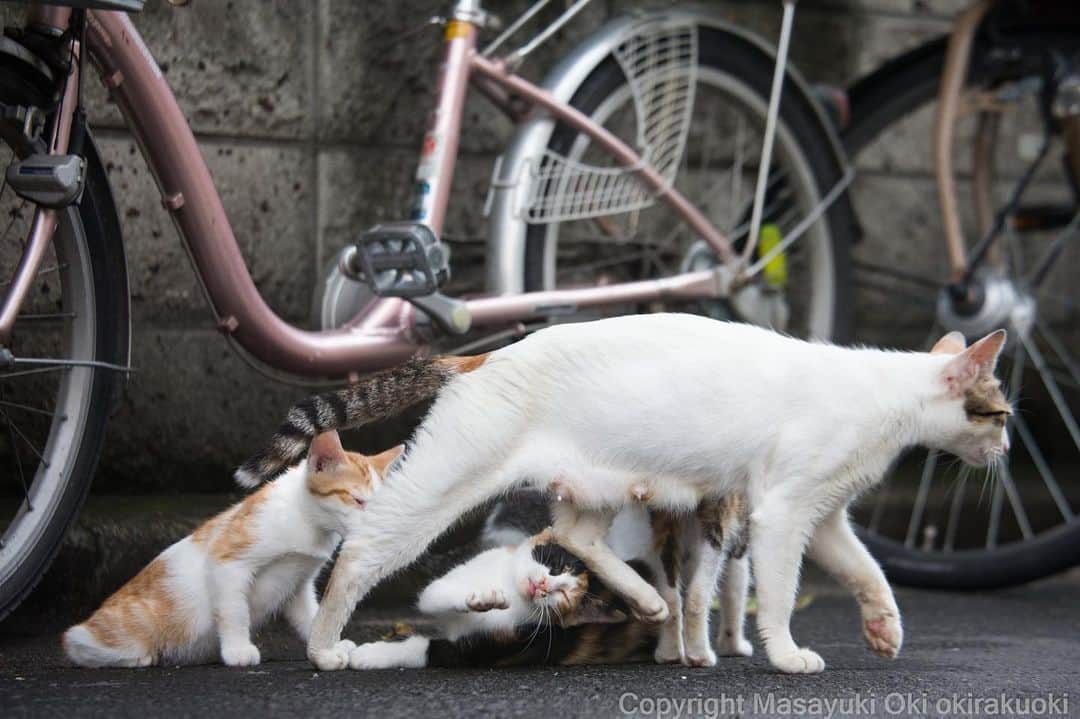 Masayukiさんのインスタグラム写真 - (MasayukiInstagram)「悪気はない。  #cat #ねこ」8月10日 19時32分 - okirakuoki