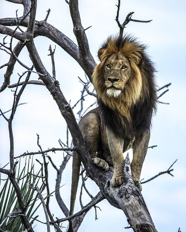 ナショナルジオグラフィックさんのインスタグラム写真 - (ナショナルジオグラフィックInstagram)「Photo by Beverly Joubert @beverlyjoubert | Today is World Lion Day. The dominant male of the Tsaro pride at Duba Plains in the Okavango surveys the wide-open landscape from an unusual perch. Duba's lions are known for their swimming prowess—essential in their watery environment and a skill that has made them highly muscular and some of the biggest lions to be found. Recently, we've noticed that these innovative lions are increasingly using trees as a vantage point from which to plan a hunt. The lionesses have become rather good at it. This male did not manage to descend quite as comfortably as he climbed up. Unlike leopards, lions' ankle joints have not evolved to grip branches—and on the way down, he ended up in a highly undignified tumble. This arboreal experiment may not have worked out perfectly for him; however, seeing these lions constantly pushing their hunting strategies in this difficult ecosystem is promising for the future—one that is increasingly precarious in a changing climate and in shrinking habitat. It shows that lions can adapt and learn to use their environment to their advantage. But judging from the fact that there are more statues of lions left in the world than actual lions, we know that we have to do all that we can to help these big cats, no matter how innovative they are. Ten years ago, together with @dereckjoubert and @NatGeo, we set up the Big Cats Initiative as a long-term effort to halt their decline in the wild. To date, this has supported more than 120 innovative projects in 28 countries, all helping big cats and communities thrive. To learn more about the #BigCatsInitiative this #WorldLionDay or to help, please visit natgeo.org/bigcats.」8月10日 19時39分 - natgeo