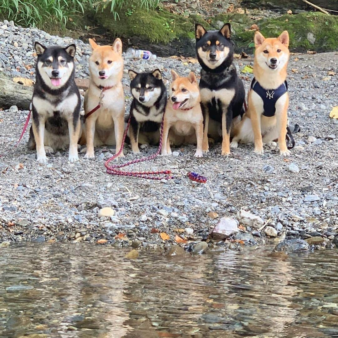 豆柴なつ&ふゆさんのインスタグラム写真 - (豆柴なつ&ふゆInstagram)「We went swimming in the river😆❤️ 持ち寄りでお弁当持って皆んなで川遊び😆❤️ #川遊び #九度山#river #柴犬#shiba #shibainu #shibastagram #shibamania #swimming #かわいい#shibainumag_feature #doglove #instafollow #dogstagram #dogoftheday #川#instashiba #thedailyshibainu #🐕📷 #ふわもこ部#theshibasociety #mameshiba  #犬#泳ぐ #柴#proudshibas #cutepets #柴犬マニア #cutedog」8月10日 19時58分 - mameshiba.natsuinu56