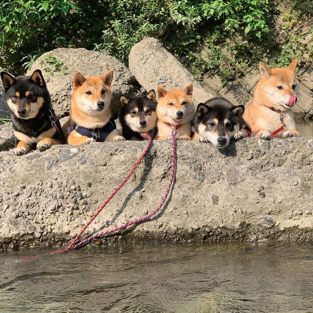 豆柴なつ&ふゆさんのインスタグラム写真 - (豆柴なつ&ふゆInstagram)「We went swimming in the river😆❤️ 持ち寄りでお弁当持って皆んなで川遊び😆❤️ #川遊び #九度山#river #柴犬#shiba #shibainu #shibastagram #shibamania #swimming #かわいい#shibainumag_feature #doglove #instafollow #dogstagram #dogoftheday #川#instashiba #thedailyshibainu #🐕📷 #ふわもこ部#theshibasociety #mameshiba  #犬#泳ぐ #柴#proudshibas #cutepets #柴犬マニア #cutedog」8月10日 19時58分 - mameshiba.natsuinu56