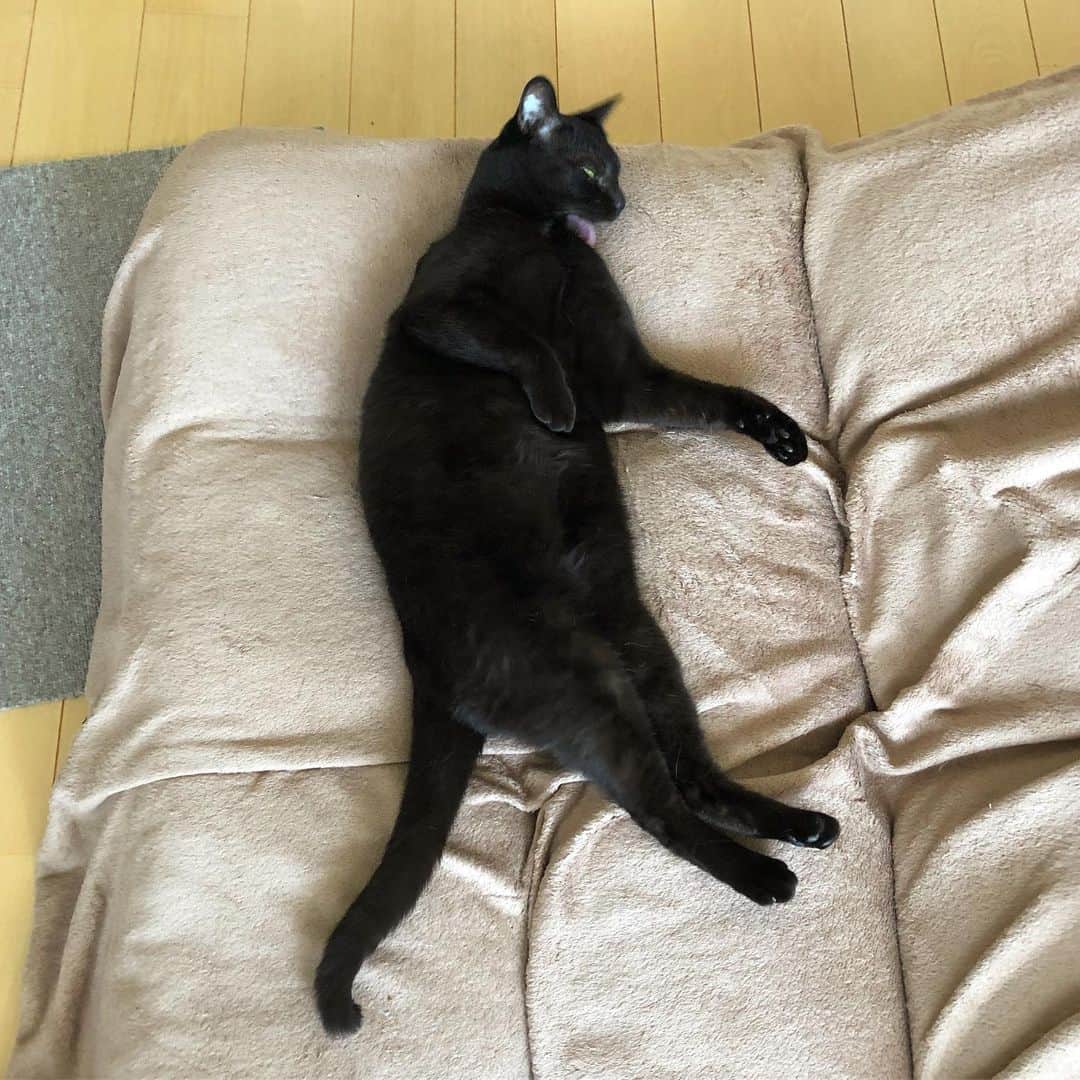 ホタテ＆クラム＆シラスのインスタグラム：「ほぼ妖怪 #cat #neko #blackcat #猫 #ねこ #黒猫 #catstagram #instagram #instagramjapan #ig_japan #igersjp」