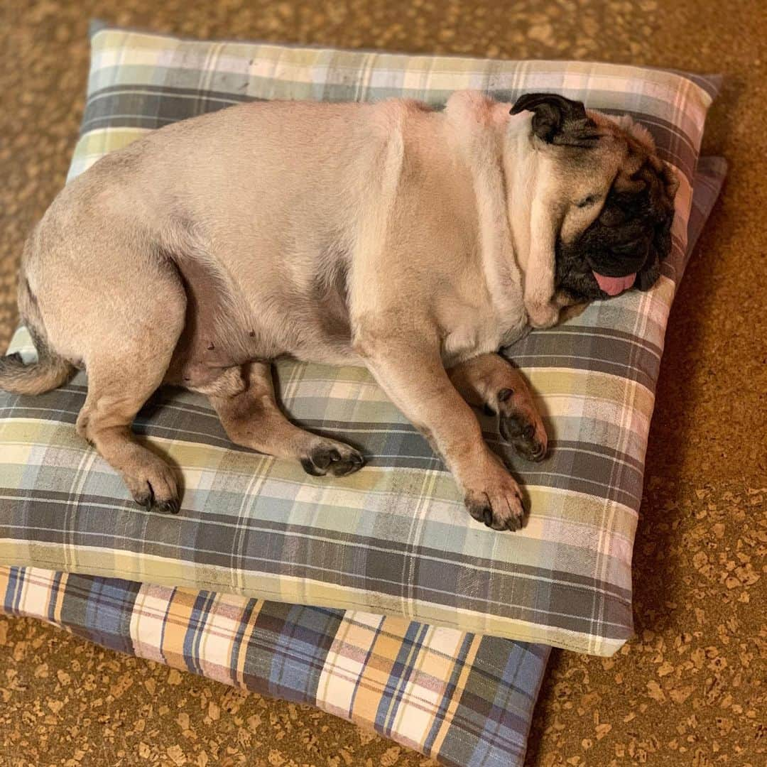 gontaさんのインスタグラム写真 - (gontaInstagram)「Happy saturday night😊#keelyafternoontea #Gonta2#speakpug #smilingpugs #pugjapan #pug#love #pugsofinstagram #zerozeropug #pugshit #worldofpug」8月10日 20時03分 - gehhah