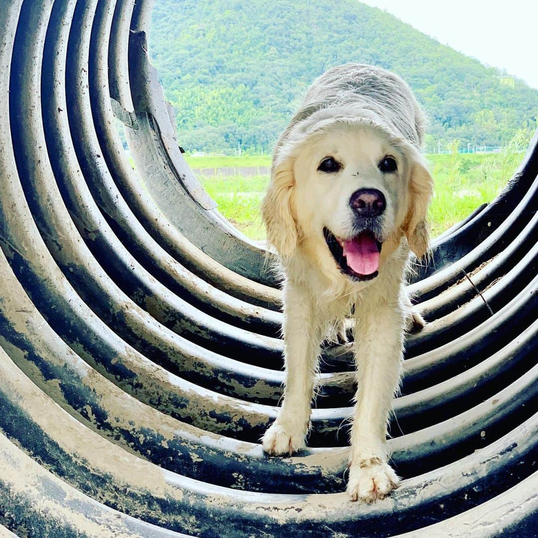 P太郎ママさんのインスタグラム写真 - (P太郎ママInstagram)「ぐるぐるぐるぐるぐるぐる #goldenretriever  #ゴールデンレトリバー」8月10日 20時09分 - ptarodada